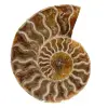 Polerad ammonit från madagaskar - 0