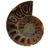 Polerad fossiliserad ammonit - 0