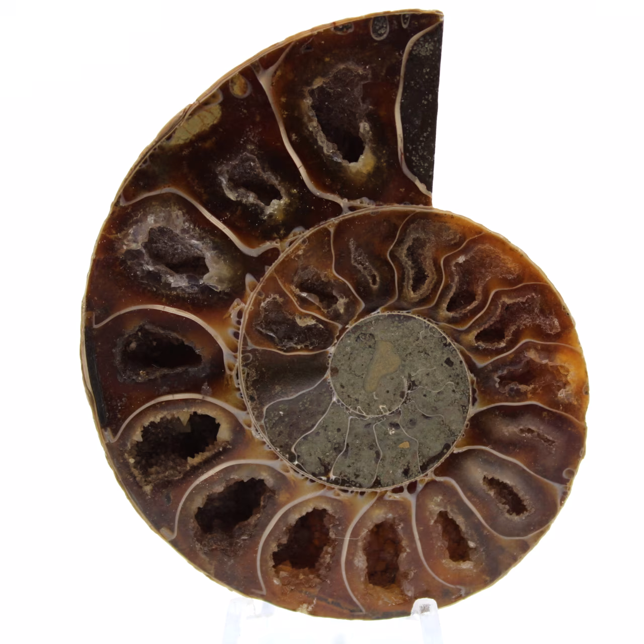 Polerad fossiliserad ammonit