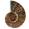 Ett stycke ammonitfossil - 0