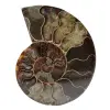 Fossil ammonit från madagaskar - 0