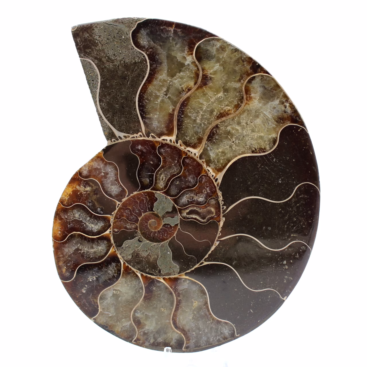 Fossil ammonit från madagaskar