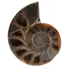 Polerad ammonitfossil - 0