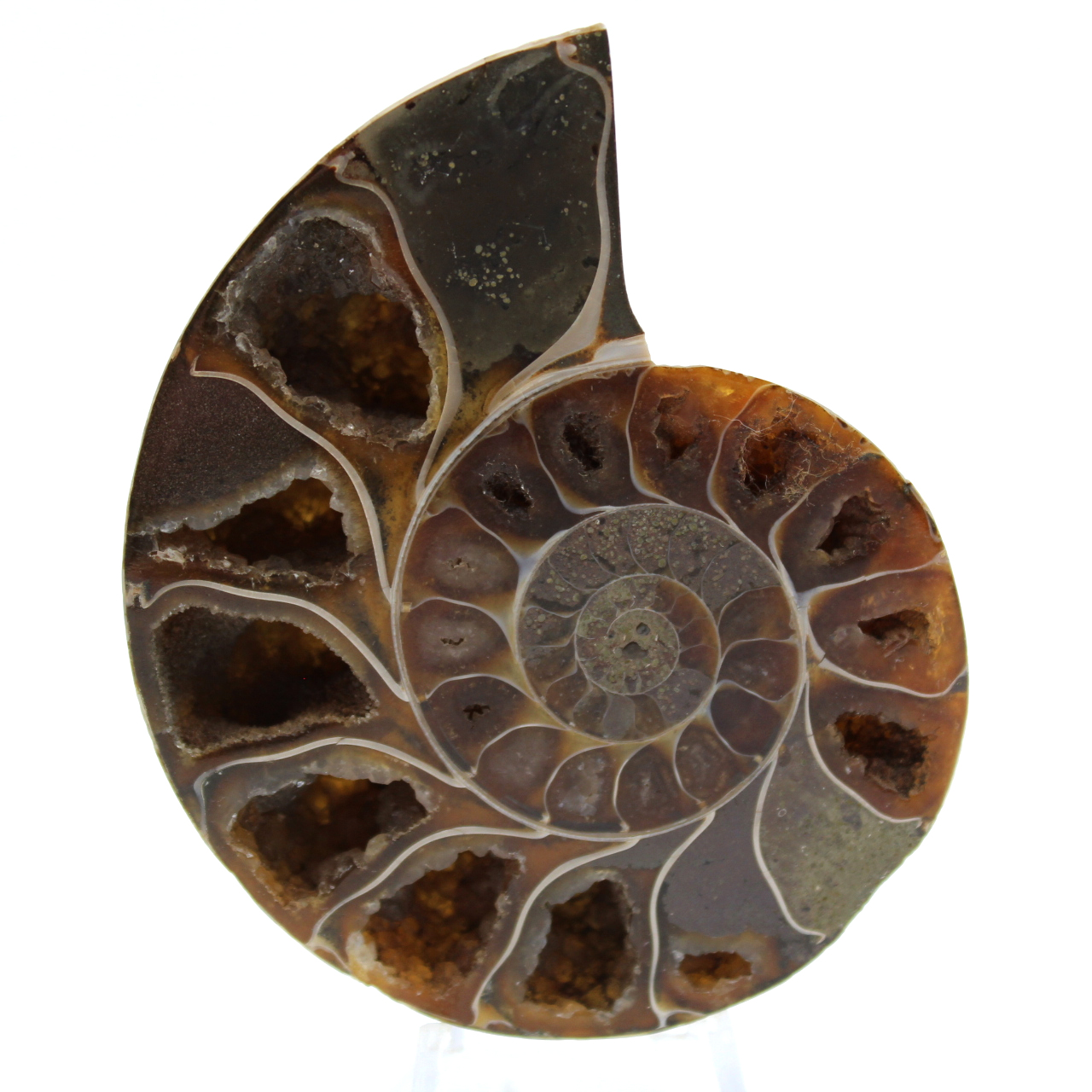 Polerad ammonitfossil