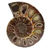 Ett stycke ammonitfossil - 0