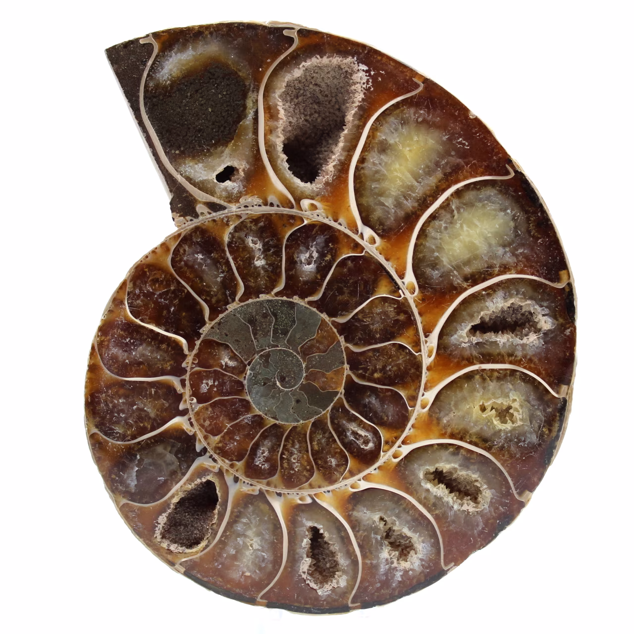 Ett stycke ammonitfossil