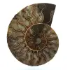 Fossil ammonit från madagaskar - 0