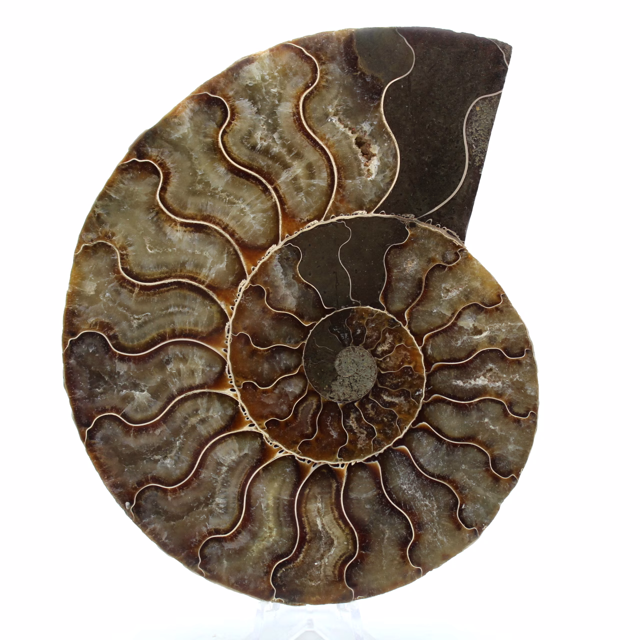 Fossil ammonit från madagaskar