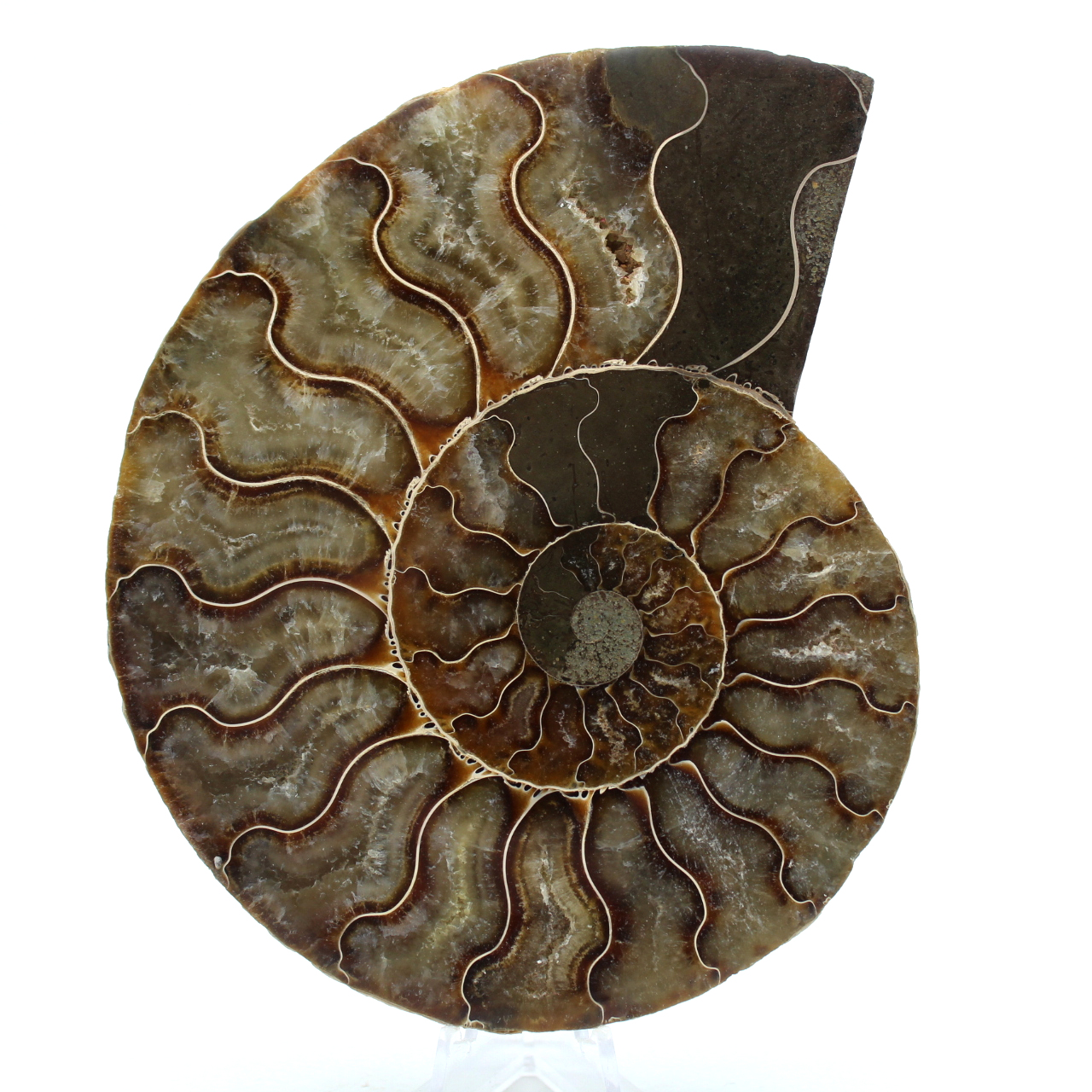 Fossil ammonit från madagaskar