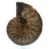Fossil naturlig ammonit - 0