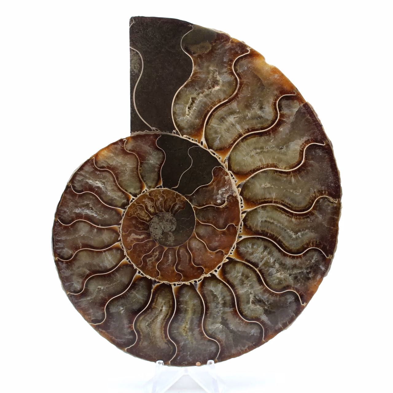 Fossil naturlig ammonit