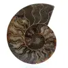 Polerad ammonitfossil - 0