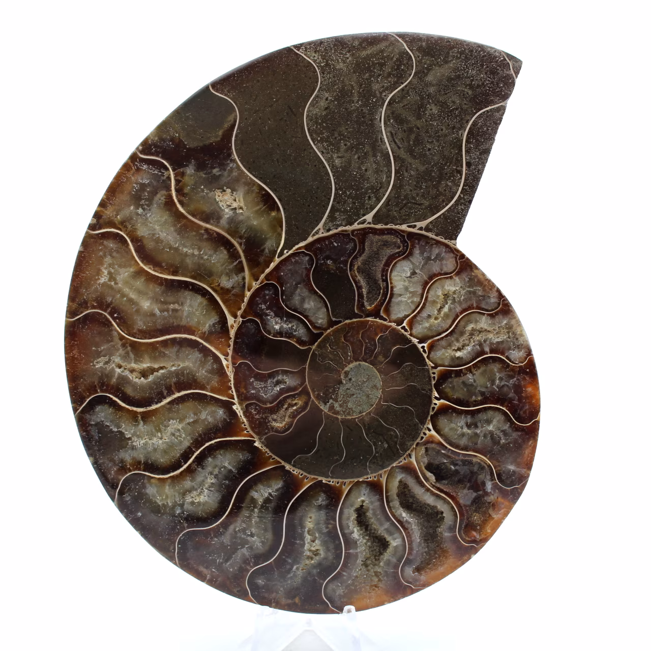Polerad ammonitfossil