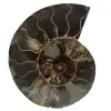Fossilpolerad naturlig ammonit - 0