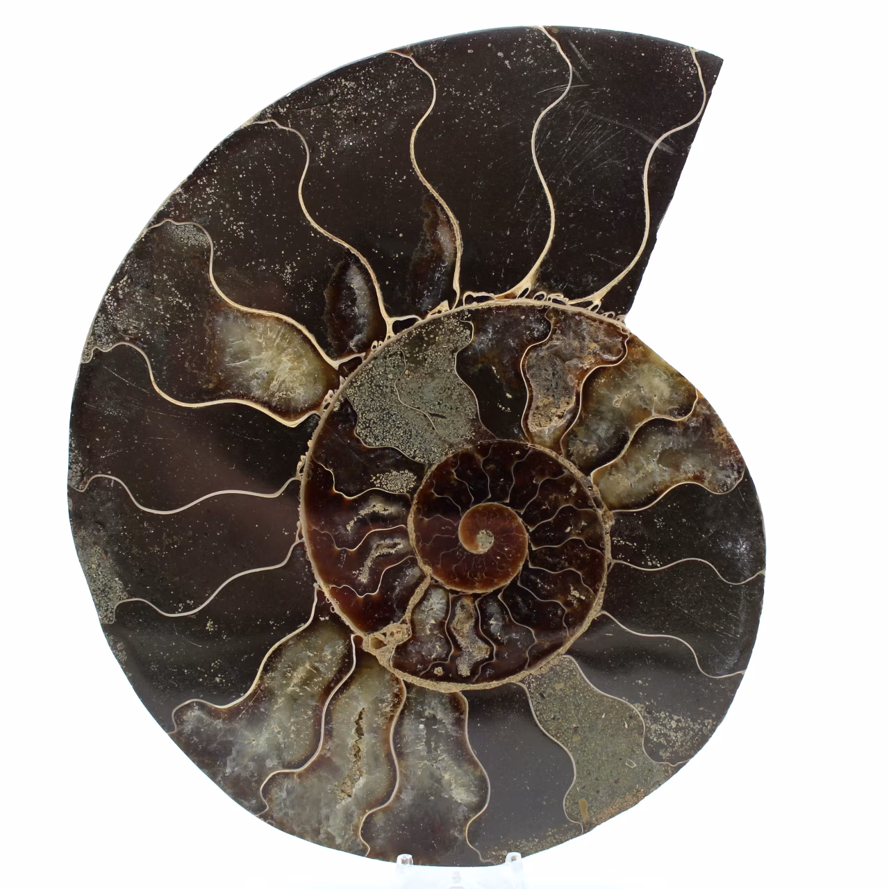 Fossilpolerad naturlig ammonit