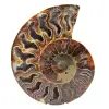 Fossiliserad ammonit - 0