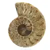 Polerad fossiliserad ammonit - 0
