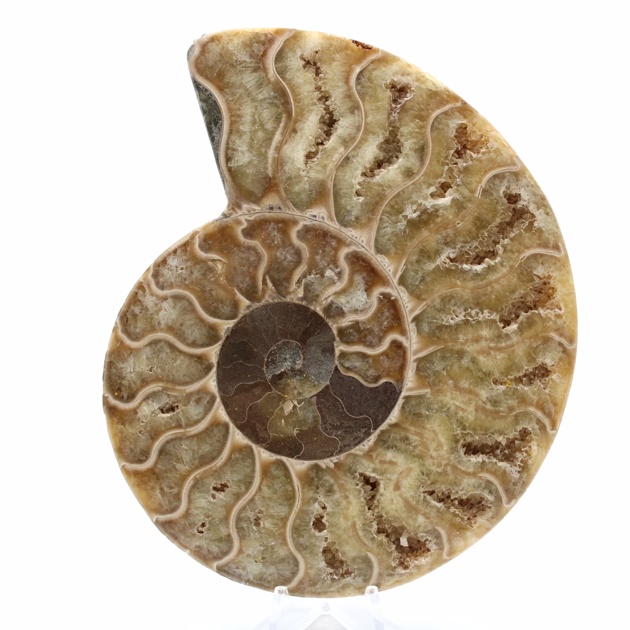 Polerad fossiliserad ammonit