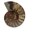 Fossil ammonit från madagaskar - 0