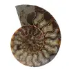 Fossil naturlig ammonit - 0