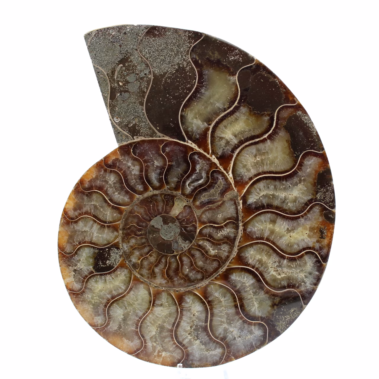 Fossil naturlig ammonit