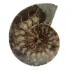 Naturlig ammonit från madagaskar - 0