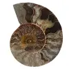 Polerad ammonitfossil - 0
