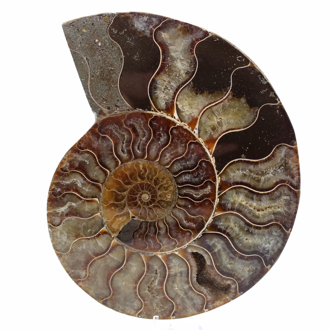 Polerad ammonitfossil
