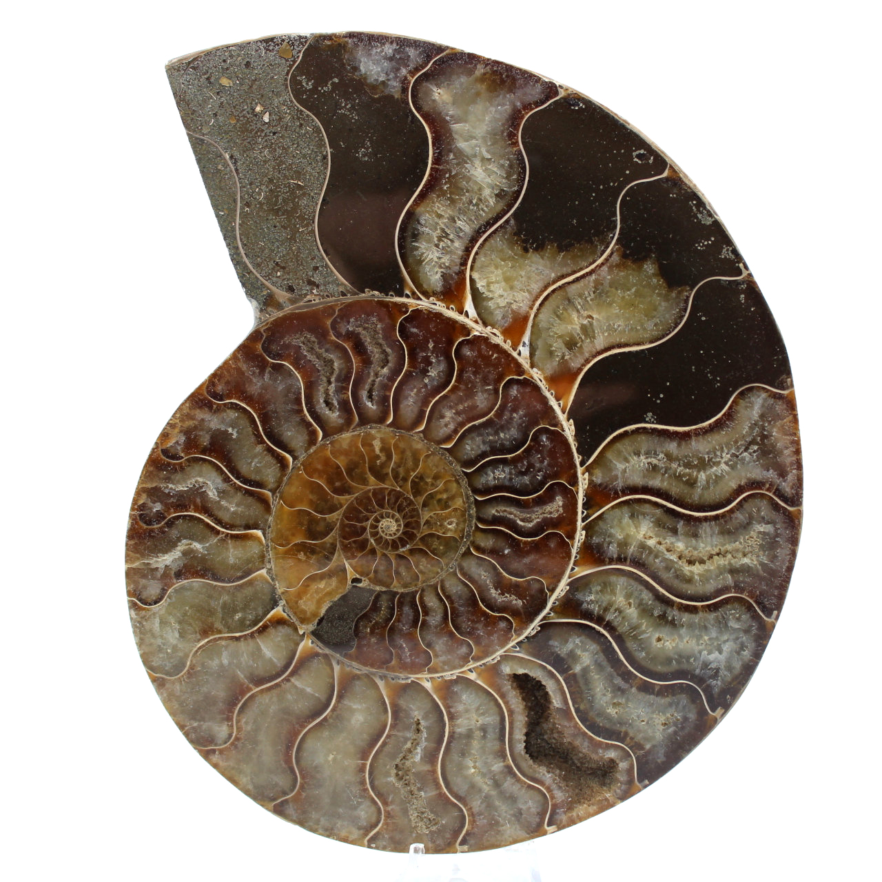 Polerad ammonitfossil
