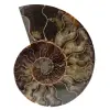 Polerad fossil ammonit från madagaskar - 0