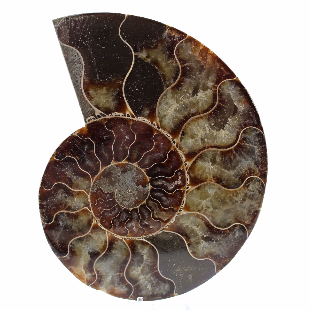 Polerad fossil ammonit från madagaskar