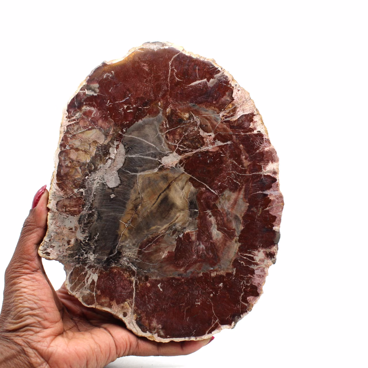 Fossiliserat polerat trä från madagaskar