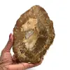 Skiva fossiliserat trä från madagaskar - 0