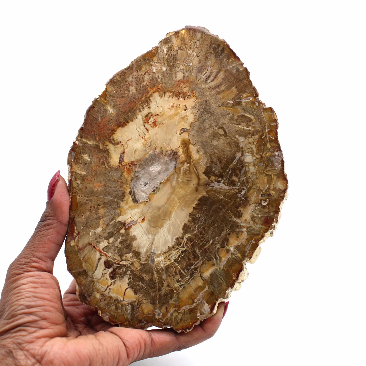 Skiva fossiliserat trä från madagaskar