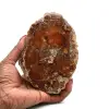 Fossiliserat polerat trä från madagaskar - 0
