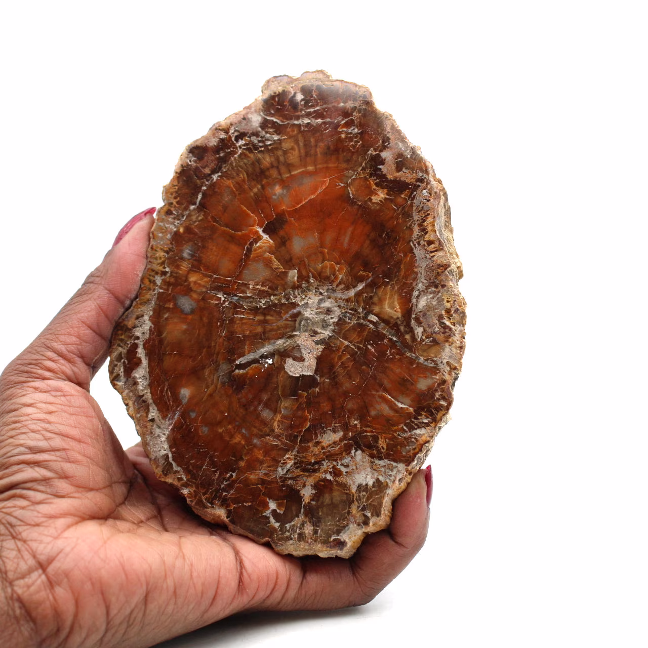 Fossiliserat polerat trä från madagaskar