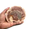 Skiva av silicified trä från madagaskar - 0
