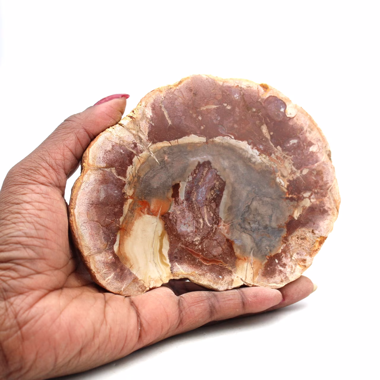 Skiva av silicified trä från madagaskar