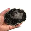 Skiva fossiliserat trä från madagaskar - 0