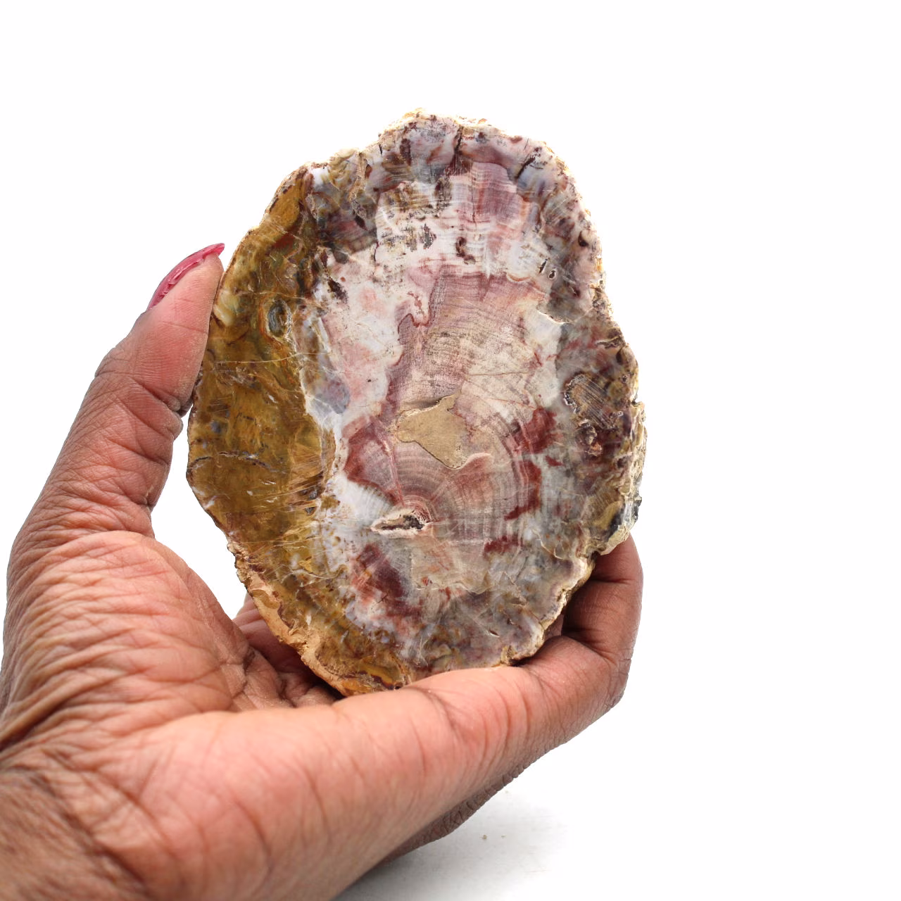 Skiva av naturligt fossiliserat trä