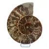 Polerad ammonitfossil - 0