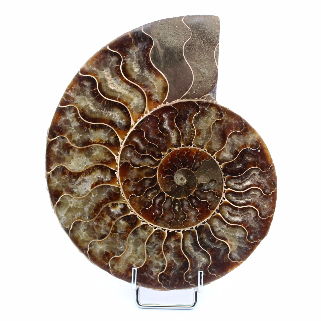 Polerad ammonitfossil