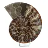 Fossil naturlig ammonit - 0