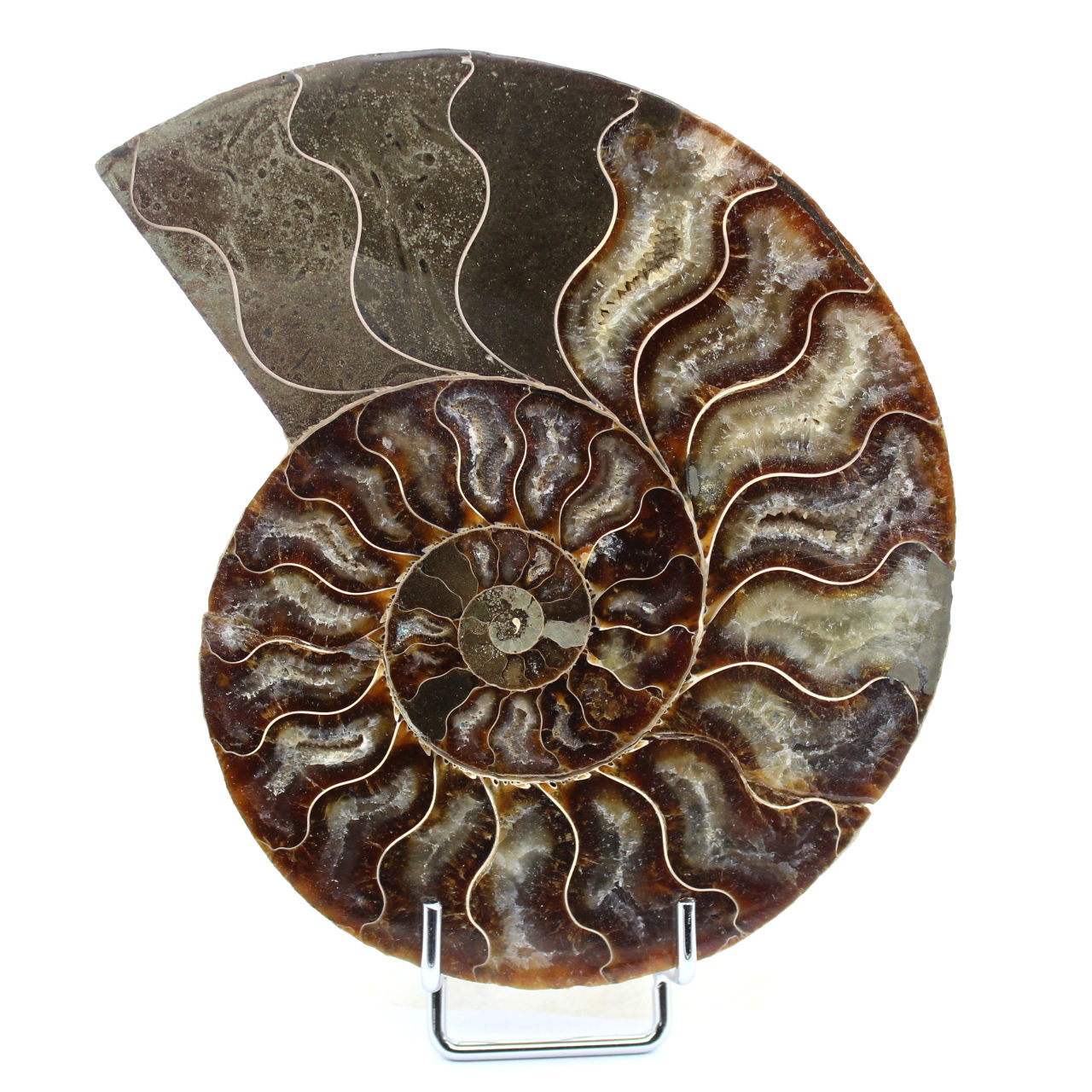 Fossil naturlig ammonit