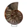 Fossil ammonit från Madagaskar - 0