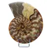 Fossilpolerad naturlig ammonit - 0