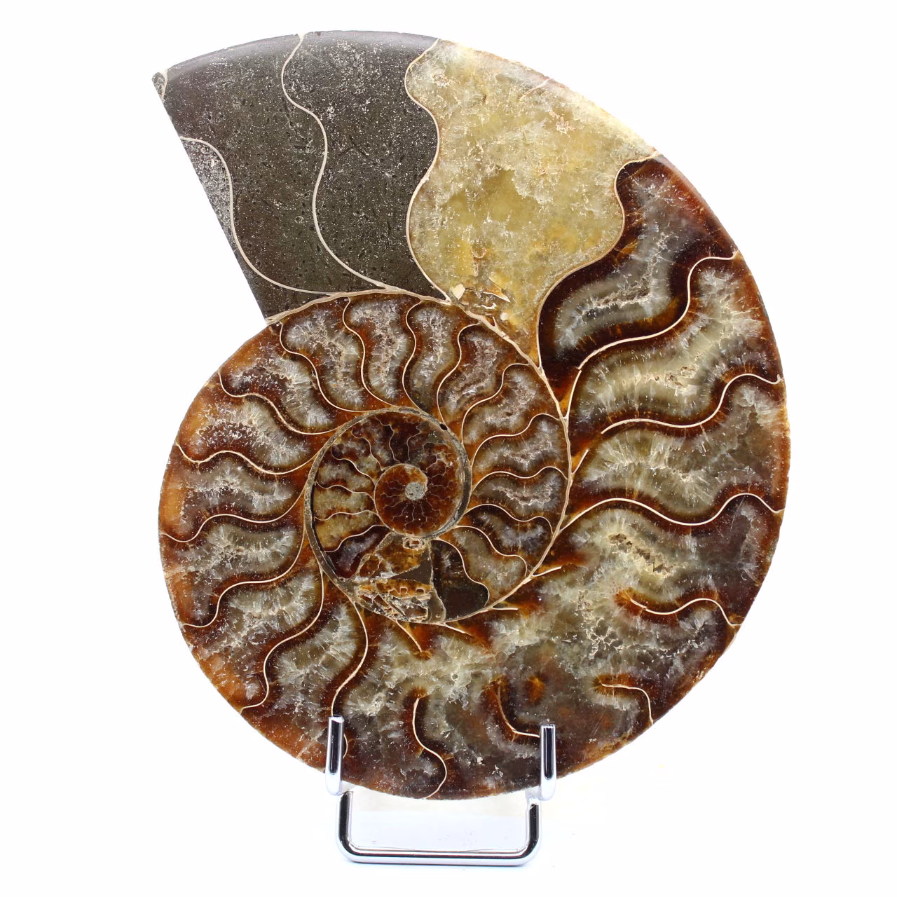 Fossilpolerad naturlig ammonit