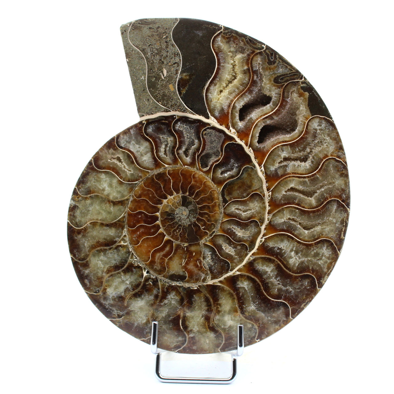 Fossil naturlig ammonit