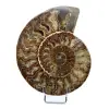 Fossil ammonit från Madagaskar - 0