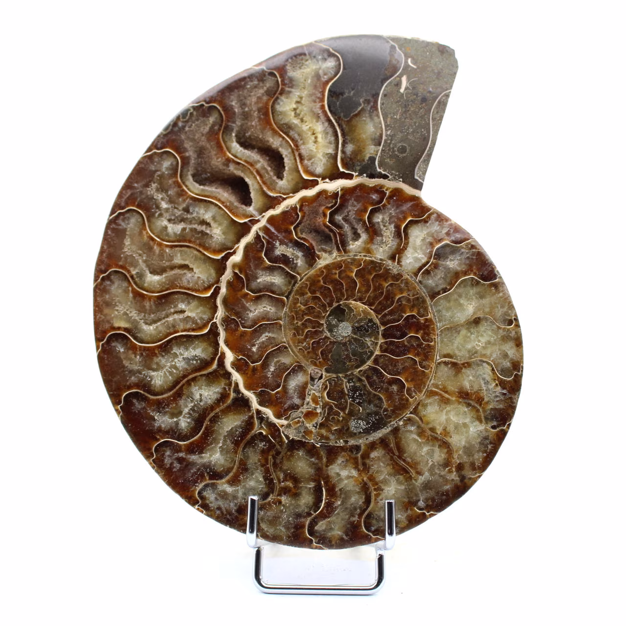 Fossil ammonit från Madagaskar